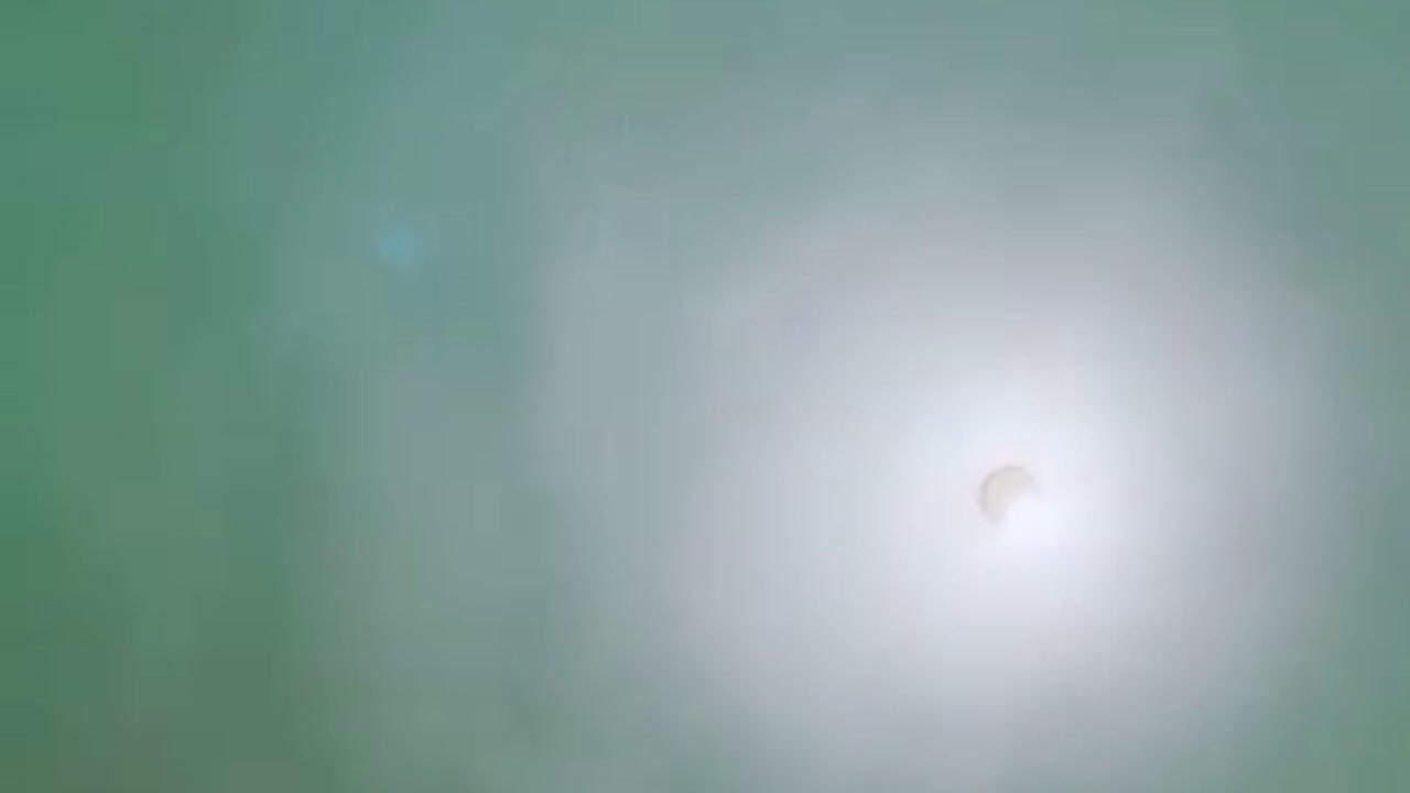 Chacaica Live Mango Toket Bulet